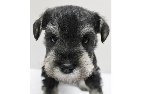 成約済の千葉県のミニチュアシュナウザー-13541の3枚目